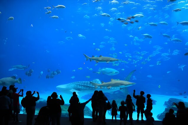 Dubai Aquarium & Underwater Zoo With Penguin Cove Tickets